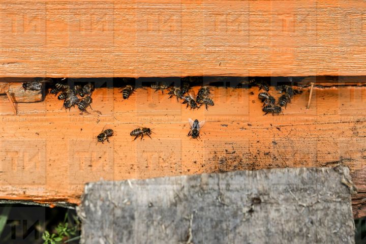 Татарстанские пчеловоды сообщили о массовой гибели пчел