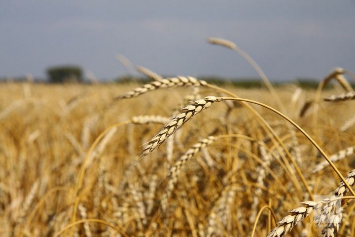 Из-за засухи в Татарстане пришлось начать уборочную кампанию раньше