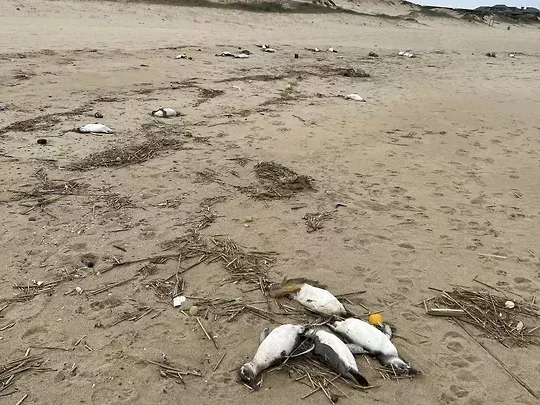Две тысячи мертвых пингвинов выбросило на восточное побережье за 10 дней