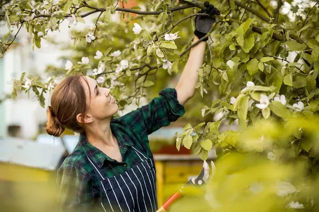Как правильно сажать плодовые деревья?