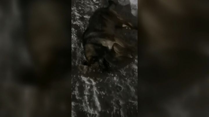 Прокуратура начала проверку по делу о жестоком отравлении собак в селе Шигали