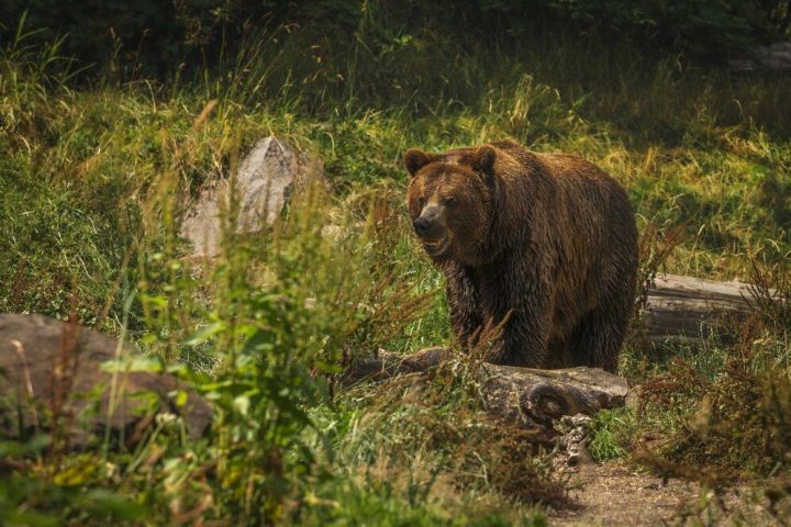 Бурый медведь исключен из Красной книги Татарстана