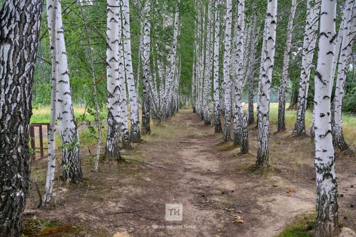 Этой весной в Татарстане сухая трава горела в три раза чаще
