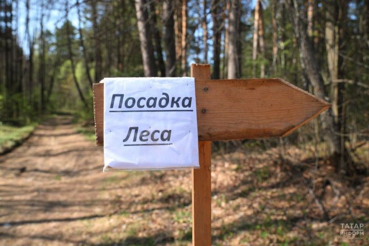 В Татарстане проведено лесовосстановление на площади 1,7 тыс. гектаров