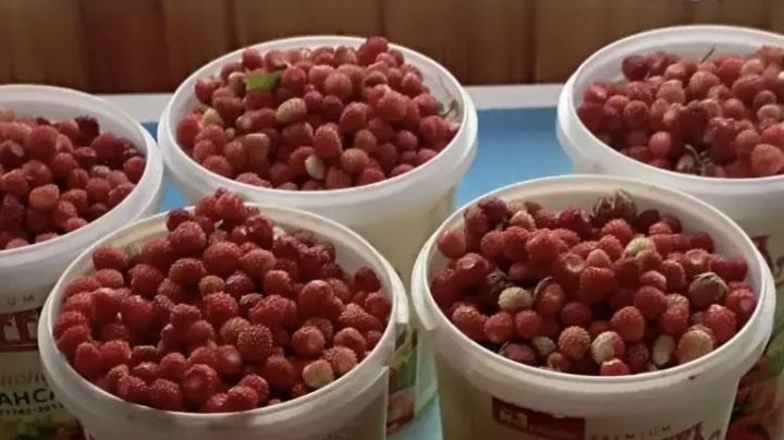 Хозяйка земляничных полян из Березки раскрыла секрет урожая