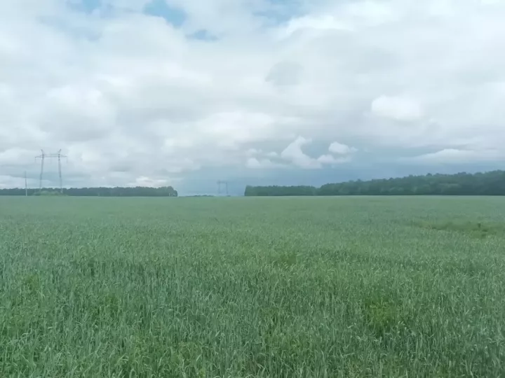 В Высокогорском районе прошла традиционная приемка посевов