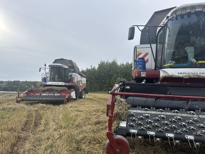 В Высокогорском районе продолжается уборка урожая