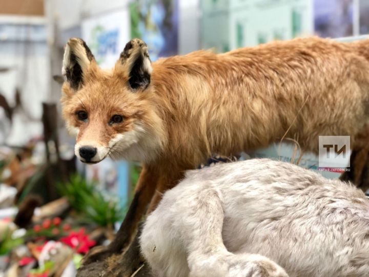 В Татарстане растет поголовье всех охотничьих животных, в том числе зайцев, косуль и лосей
