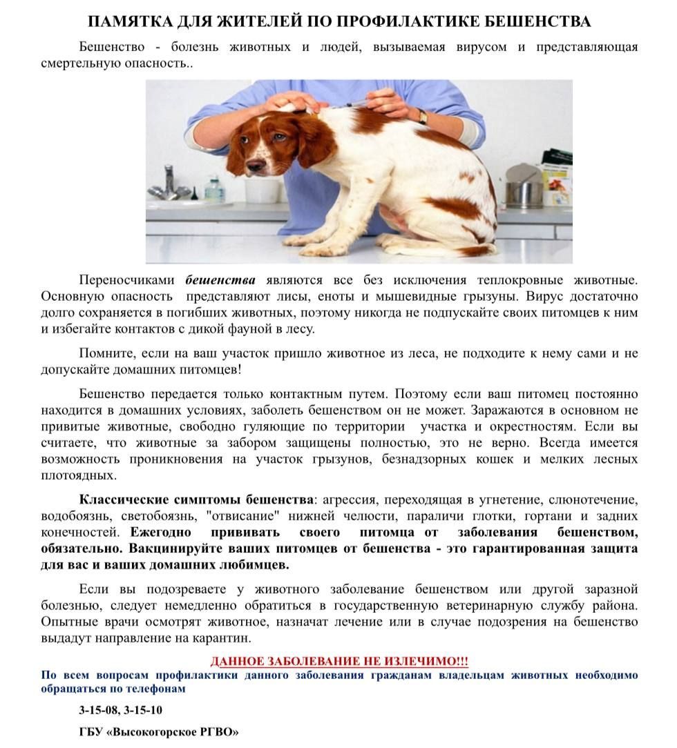 Важные меры профилактики бешенства