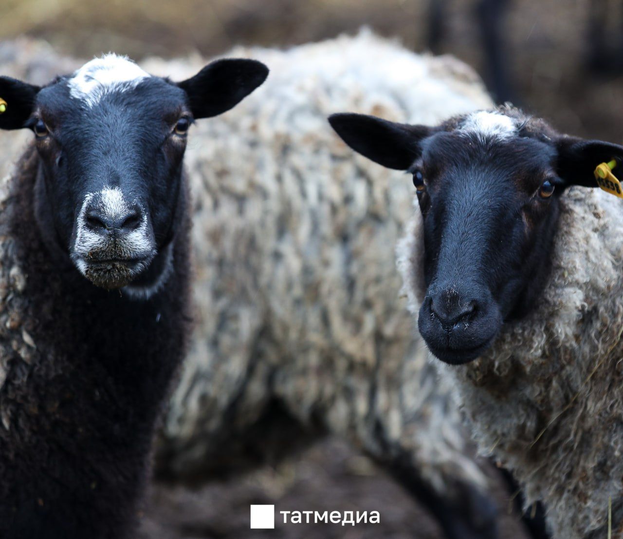 Казанда Корбан бәйрәме: корбан чалу өчен 17 мәйданчык