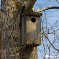 Скворечник на фасаде может обернуться штрафом для жильцов