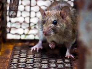 В Татарстане число случаев мышиной лихорадки увеличилось в три раза