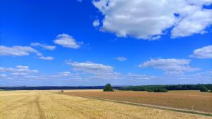 Как обеспечить безопасность пасек при применении пестицидов, пояснили в Россельхозцентре Татарстана