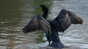 В Татарстане заметили бакланов, создающих угрозу местной фауне