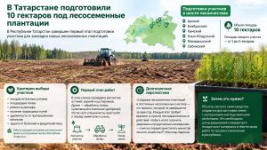 В Татарстане подготовили 10 гектаров под лесосеменные плантации