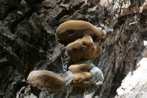 Сорвал гриб — получил срок