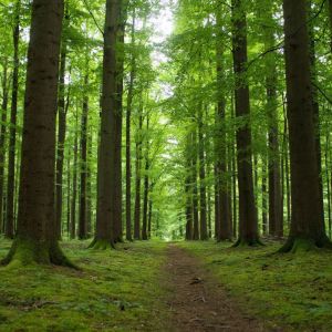 В Татарстане закупят 12 машин для охраны и восстановления лесов