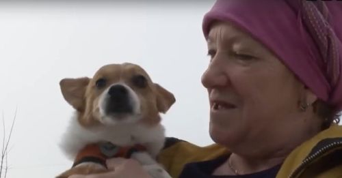 В Высокогорском районе чипируют собак: штрафы за нарушение правил