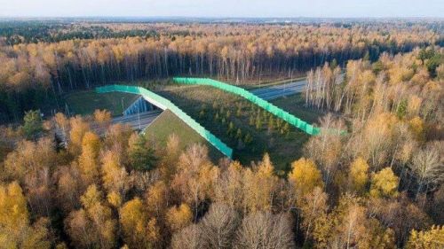 На трассе М-12 построят специальные переходы для диких животных
