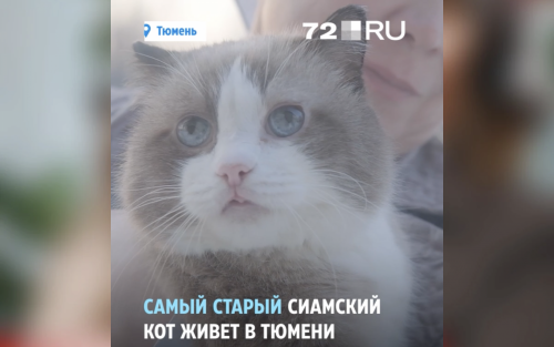 120 лет кошачьей жизни. Посмотрите на самого старого кота России — он дожил до 26 лет и стал рекордсменом