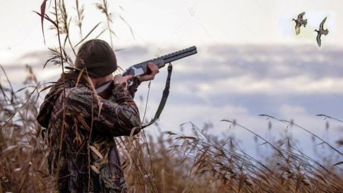 В Госкомитете по биоресурсам РТ рассказали, когда начнется сезон охоты