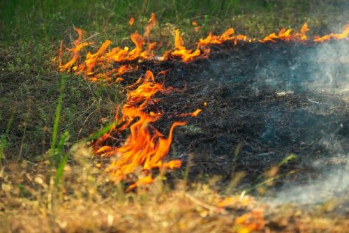 В РТ снова продлили штормовое предупреждение о высокой пожарной опасности лесов
