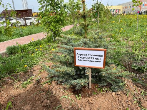 В парке «Заказанье» посадили деревья