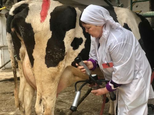 Абсолютной чемпионкой районного конкурса доярок стала Радиса Сабирзянова из хозяйства «Битаман»