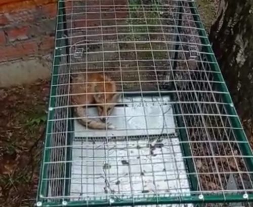 У дома татарского певца Салавата в Высокогорском районе поселилась семья лисят
