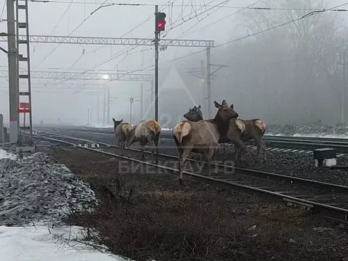 «Добрый день, что вы тут забыли?» — олени на железной дороге в Куркачах