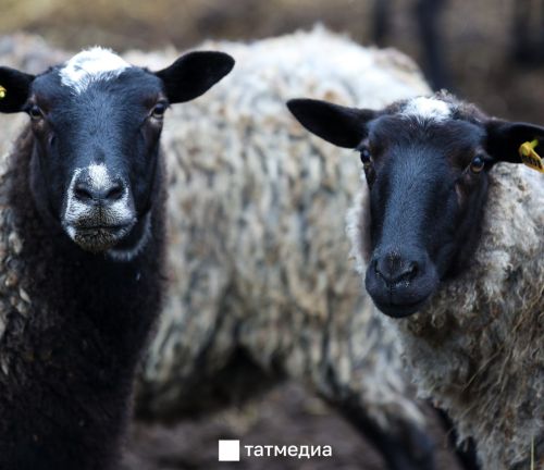 Как выбрать животное для Курбан-байрама: правила и требования