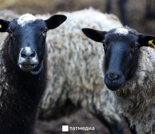 Казанда Корбан бәйрәме: корбан чалу өчен 17 мәйданчык