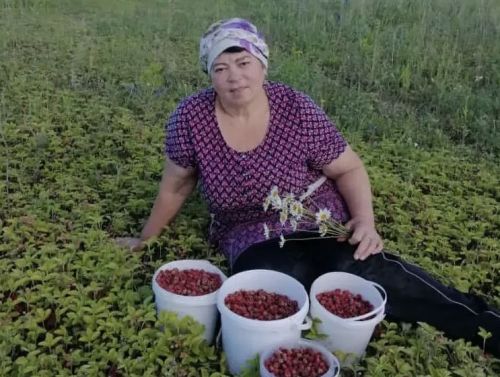 Хозяйка земляничных полян из Березки раскрыла секрет урожая