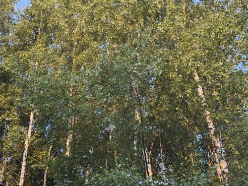 Как пережить жару без кондиционера и сохранить хорошее самочувствие