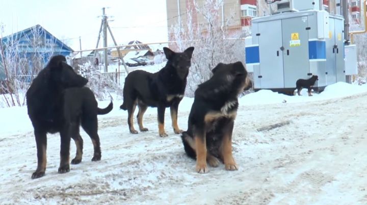 На территории Высокогорского района активизировались бродячие собаки