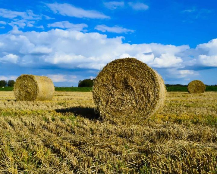 В Татарстане необходимо заготовить не менее 1,8 млн. тонн кормовых единиц