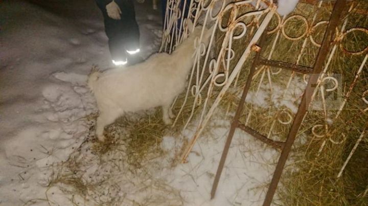 Под Альметьевском помощь спасателей потребовалась козе, застрявшей головой в заборе