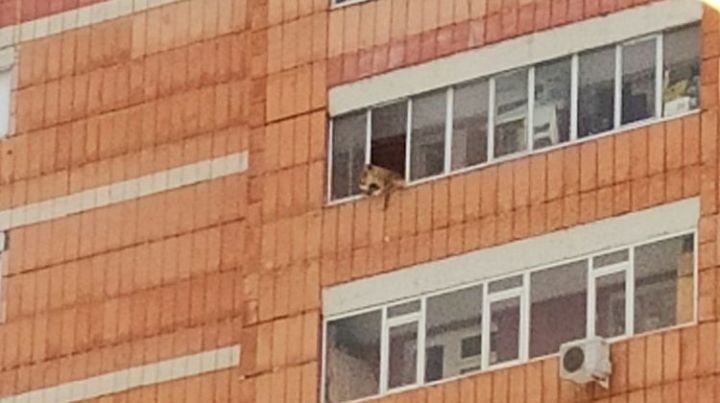 На балконе казанского дома заметили львицу