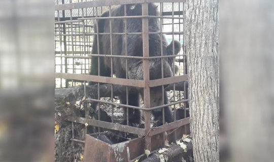 В Башкирии люди пытаются спасти медведя, который 10 лет живет в клетке