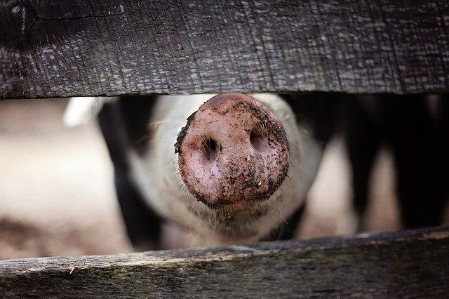 В Елабуге подтвердились случаи заражения свиней африканской чумой