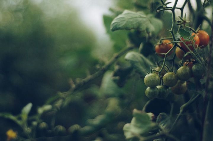 На что обратить внимание при выращивании помидоров