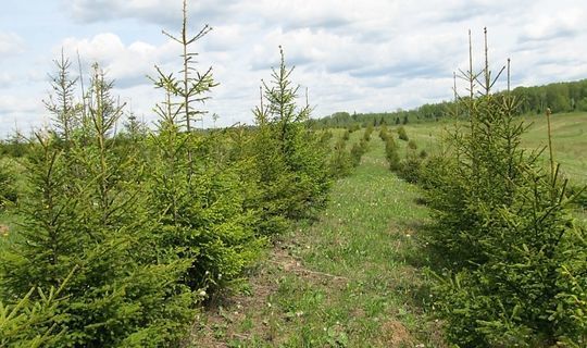 В Татарстане по нацпроекту «Экология» восстановили леса на площади почти 1000 га