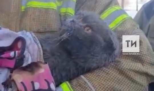 «Едва голову поднимал»: как кот из Татарстана устроил пожар, чудом выжил и обрел новых хозяев
