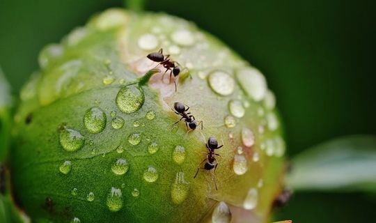 Ваш огород атаковали муравьи: что с ними делать?