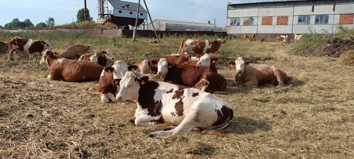 Более 30 коров из Чехии прибыли к Высокогорскому фермеру