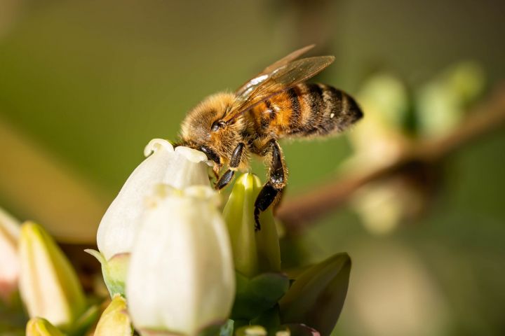 Минсельхозпрод одобрил идею журналиста из Пензы снять фильм о гибели пчел в Татарстане