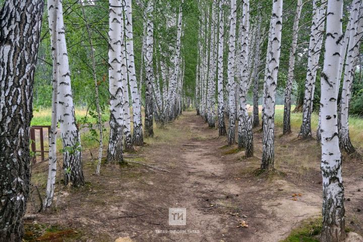 В Татарстане рассказали об итогах акции «Чистые леса Татарстана»