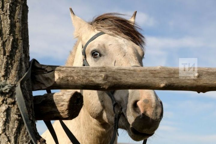 В Татарстане вновь сократилось поголовье лошадей