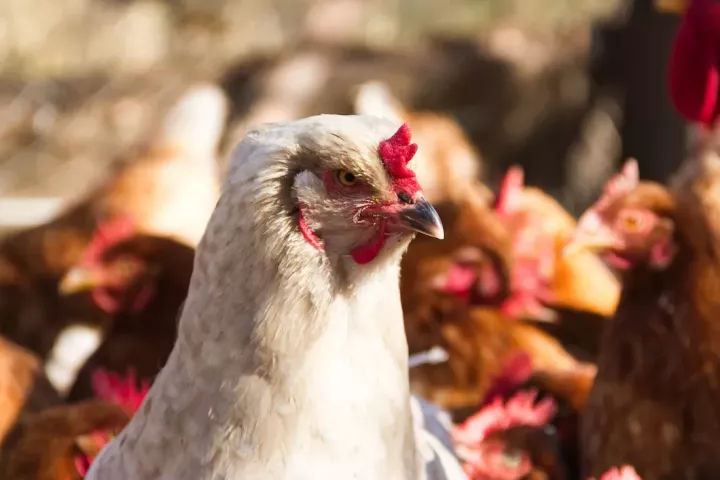 Фермеров Татарстана предупредили об угрозе птичьего гриппа