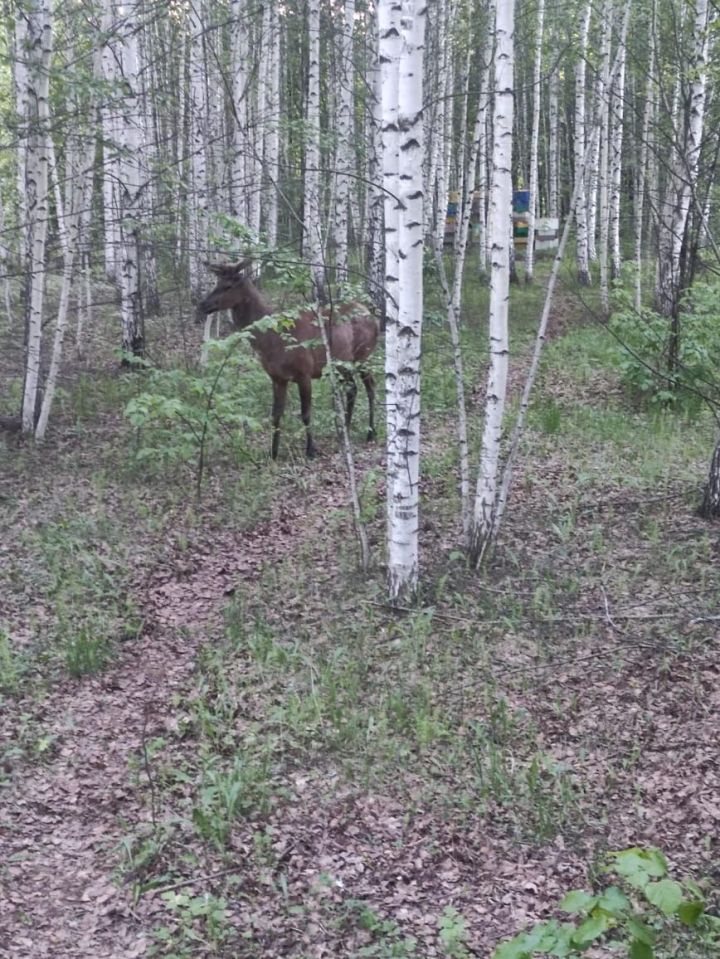 В лесу района заметили лося